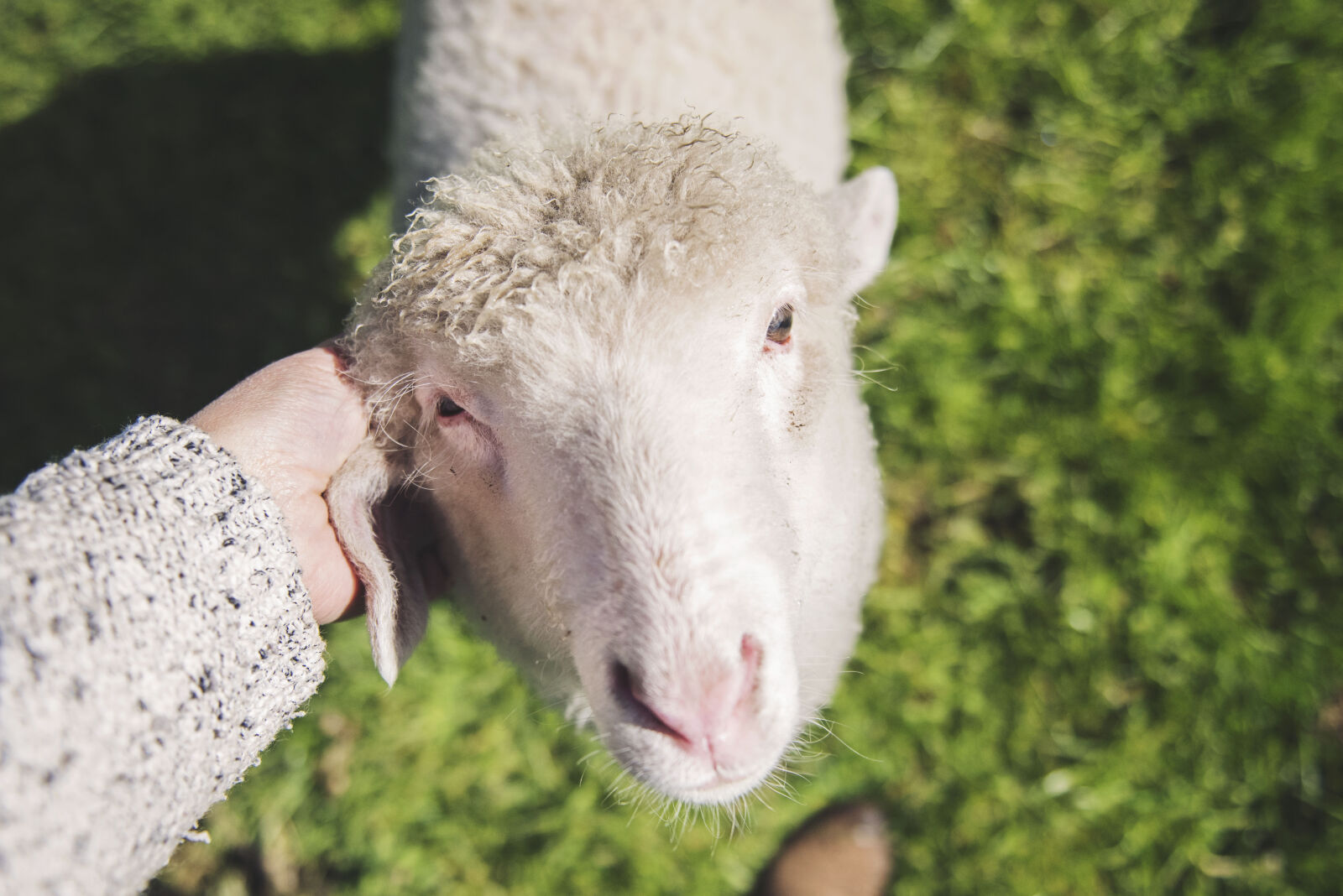 Nikon D810 sample photo. Country, hand, lamb, livestock photography