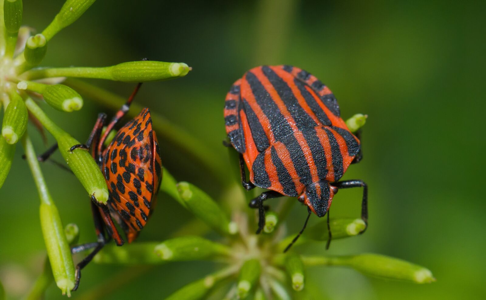 Canon EF 100mm F2.8L Macro IS USM sample photo. Strip bug, bug, beetle photography