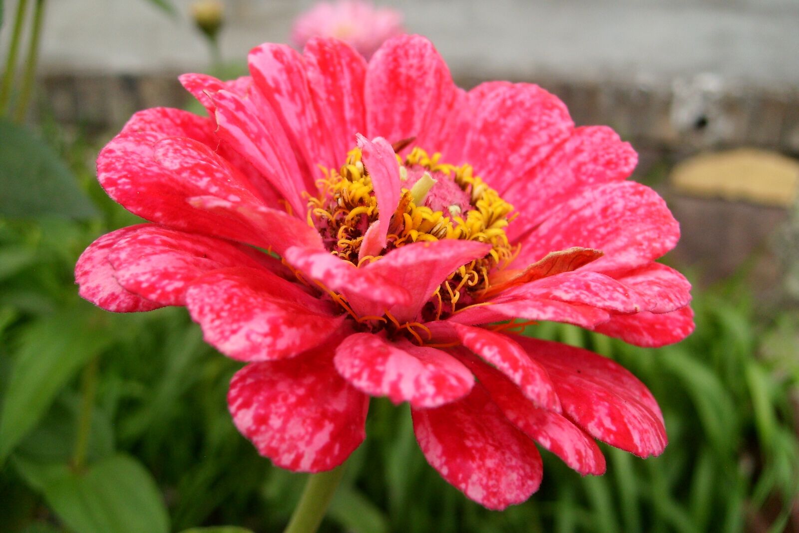 Samsung KENOX S730  / Samsung S730 sample photo. Flower, red, plant photography
