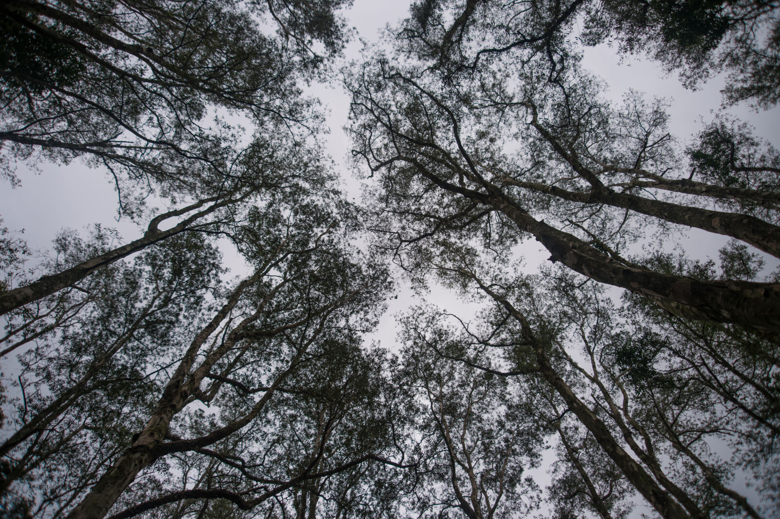 Nikon Df sample photo. Black, forest, forest, sky photography