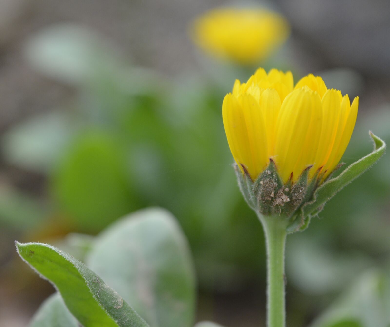 Nikon D5200 sample photo. Flower, yellow, garden photography