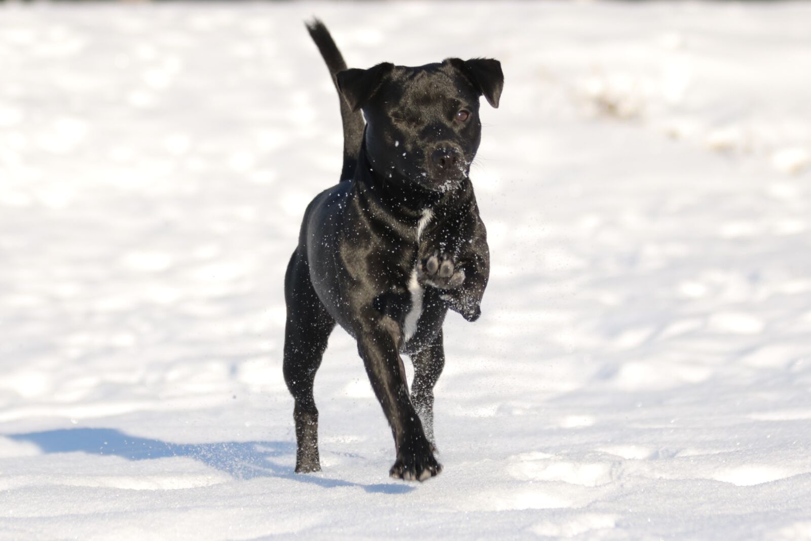 Canon EF 70-300mm F4-5.6 IS USM sample photo. Dog, patterdale terrier, terrier photography
