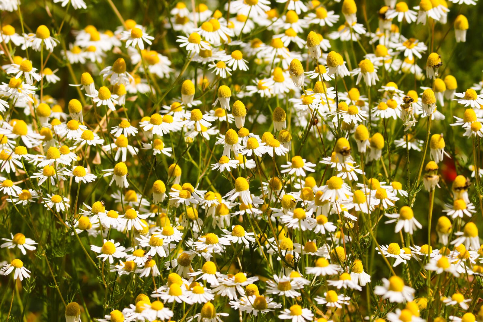 Canon EOS 200D (EOS Rebel SL2 / EOS Kiss X9) sample photo. Chamomile, chamomile blossoms, medicinal photography