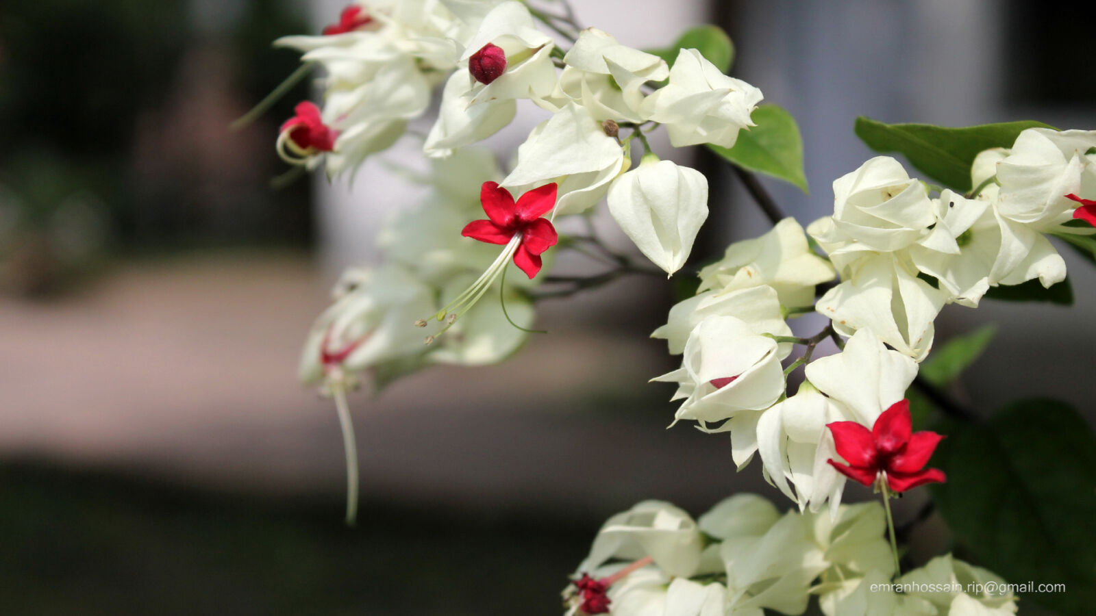 Canon EOS 1100D (EOS Rebel T3 / EOS Kiss X50) sample photo. Nature, nice, wallpaper photography