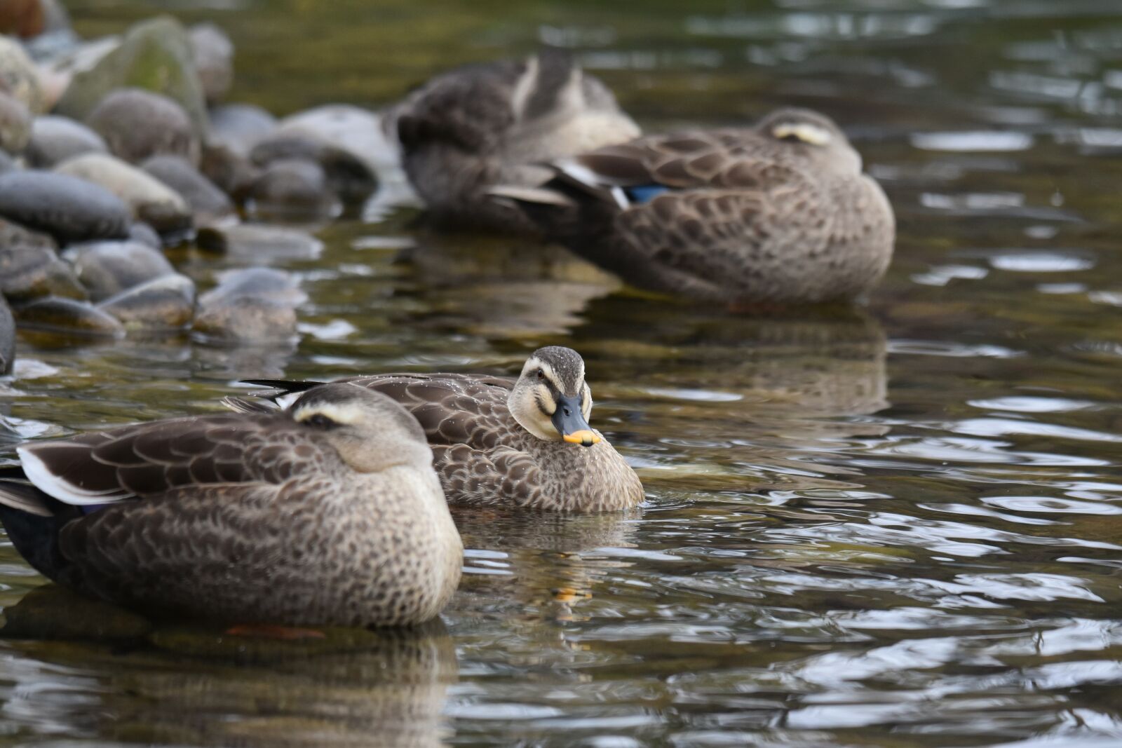 Nikon D7200 sample photo. Animal, pond, waterside photography