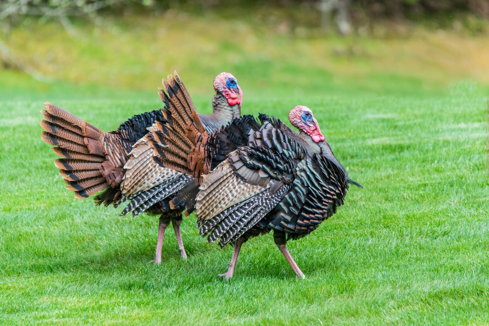 Nikon D800 sample photo. Pair, wildlife, turkeys photography