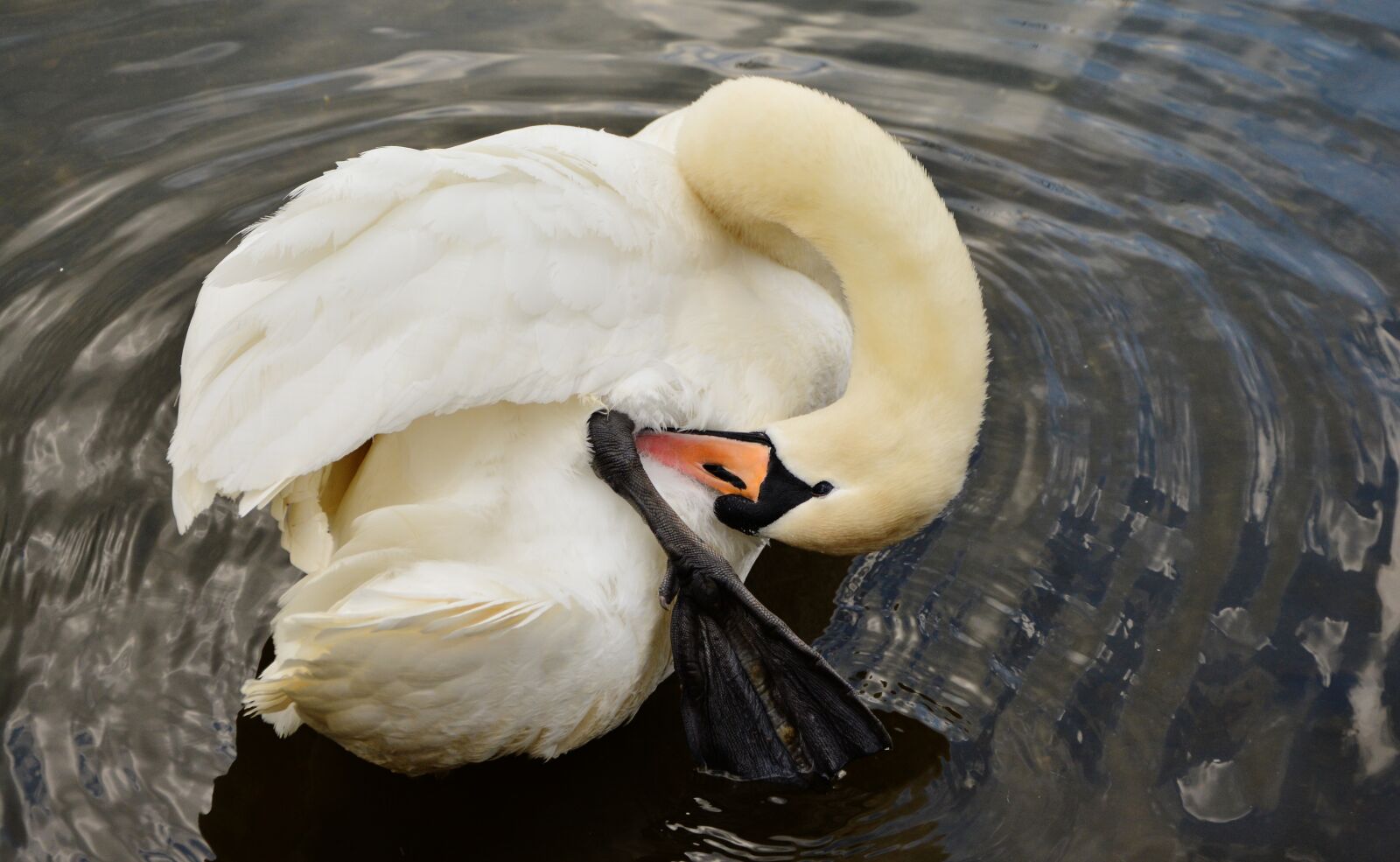 Nikon D5200 sample photo. Swan, white swan, bird photography