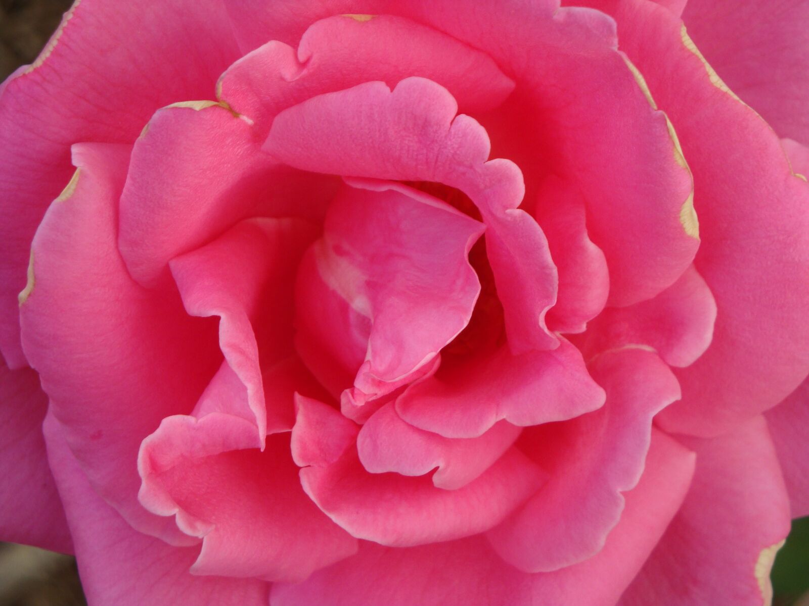 Sony Cyber-shot DSC-W150 sample photo. Rose, flower, blossom photography