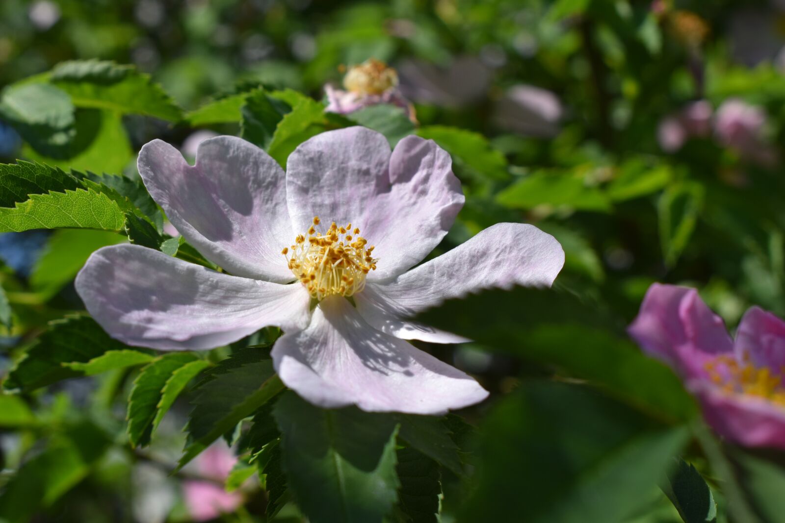 Nikon D5600 sample photo. White, flower, dog rose photography