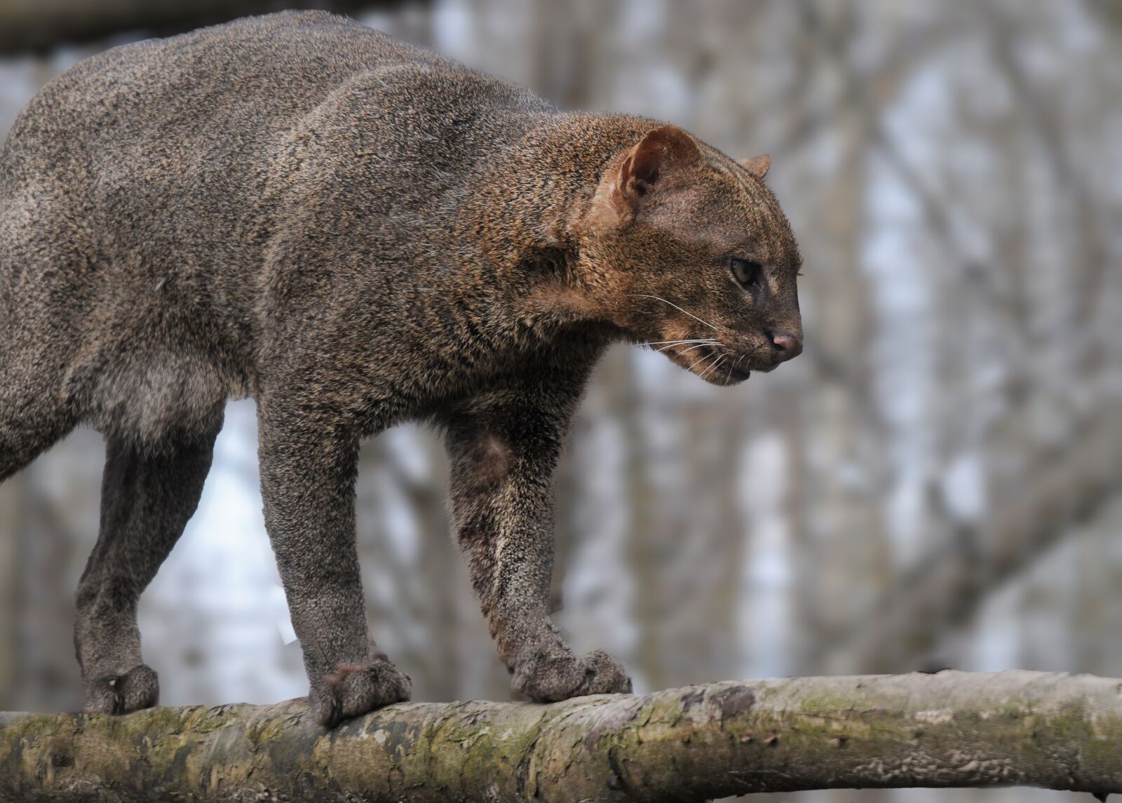 Nikon D300 sample photo. Jaguarondi, feline, animal photography