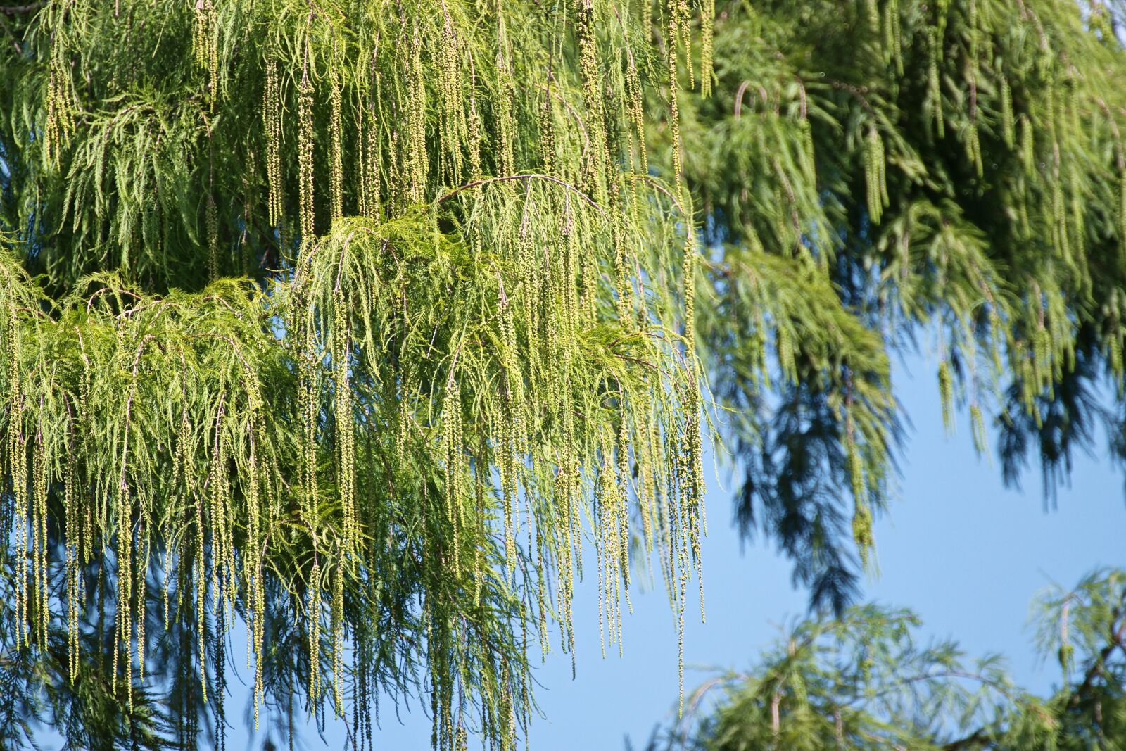 Nikon D5300 sample photo. Branch, leaves, tree photography