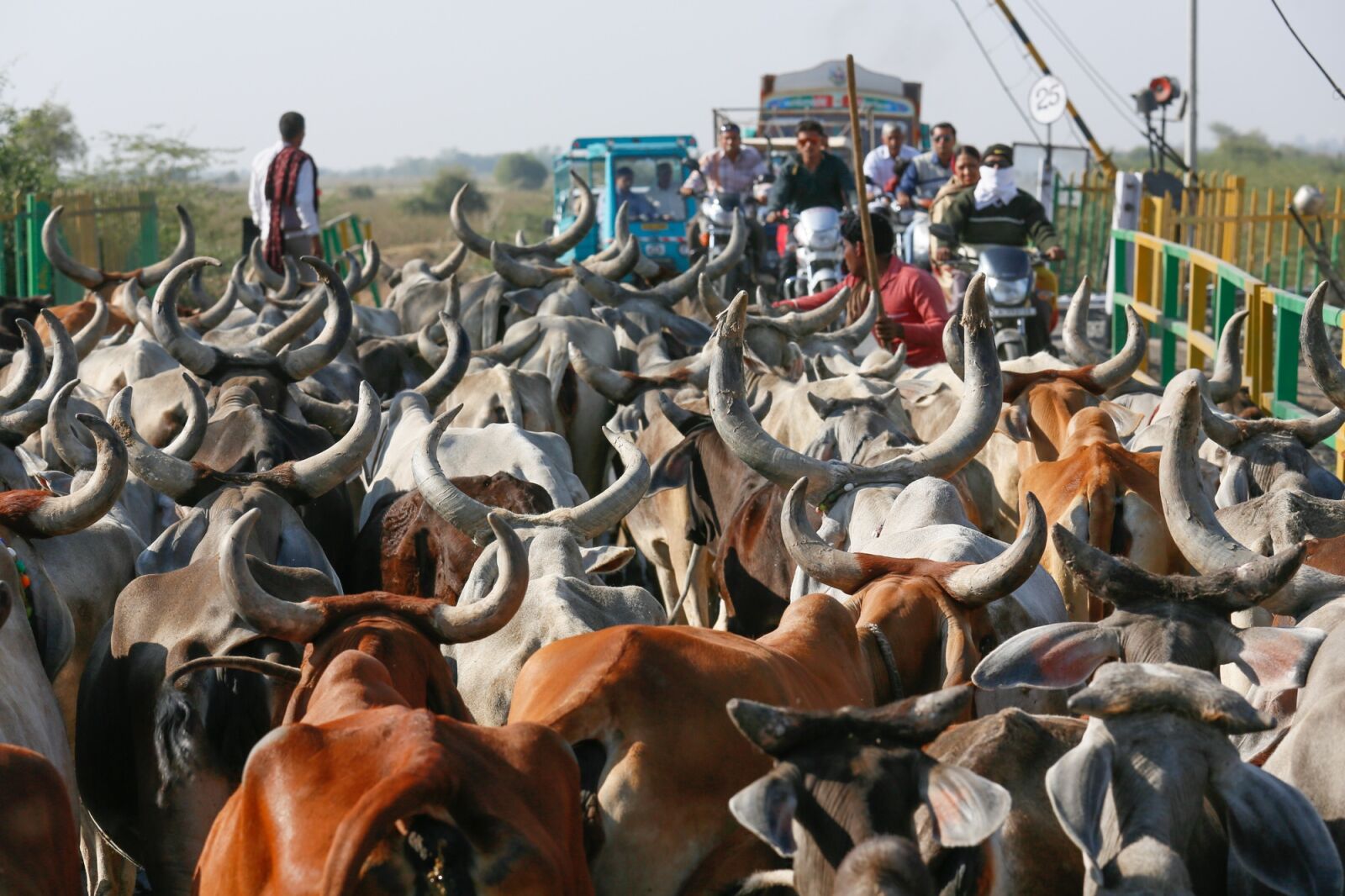 Canon EOS 5D Mark III + Canon EF 70-200mm F4L IS USM sample photo. Cows, india, animal photography