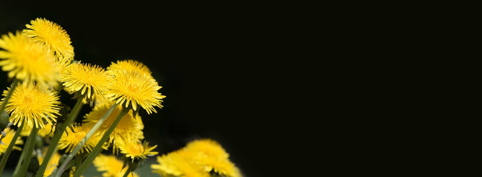 Nikon D750 sample photo. Dandelion, yellow, yellow flower photography