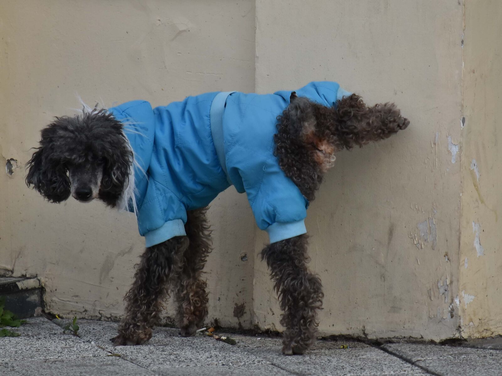 Nikon D5500 sample photo. Cloth, cocker spaniel, dog photography