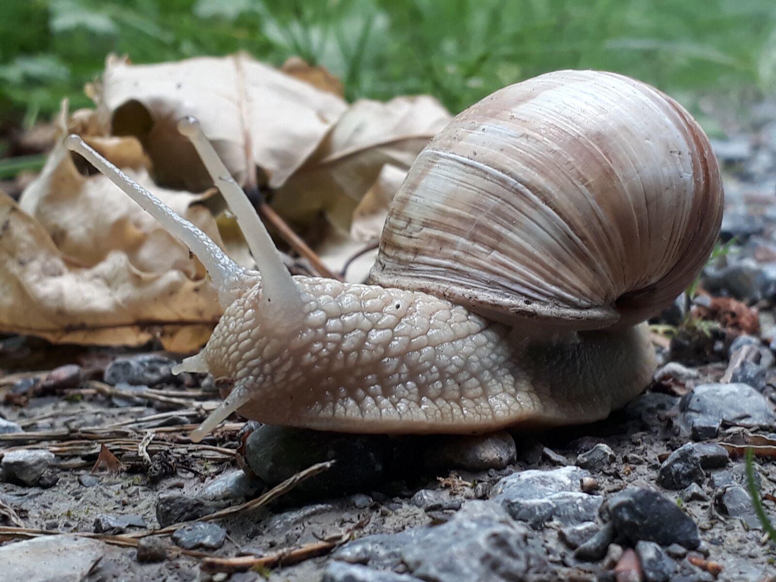Samsung Galaxy A3(2017) sample photo. Snail, shell, crawl photography