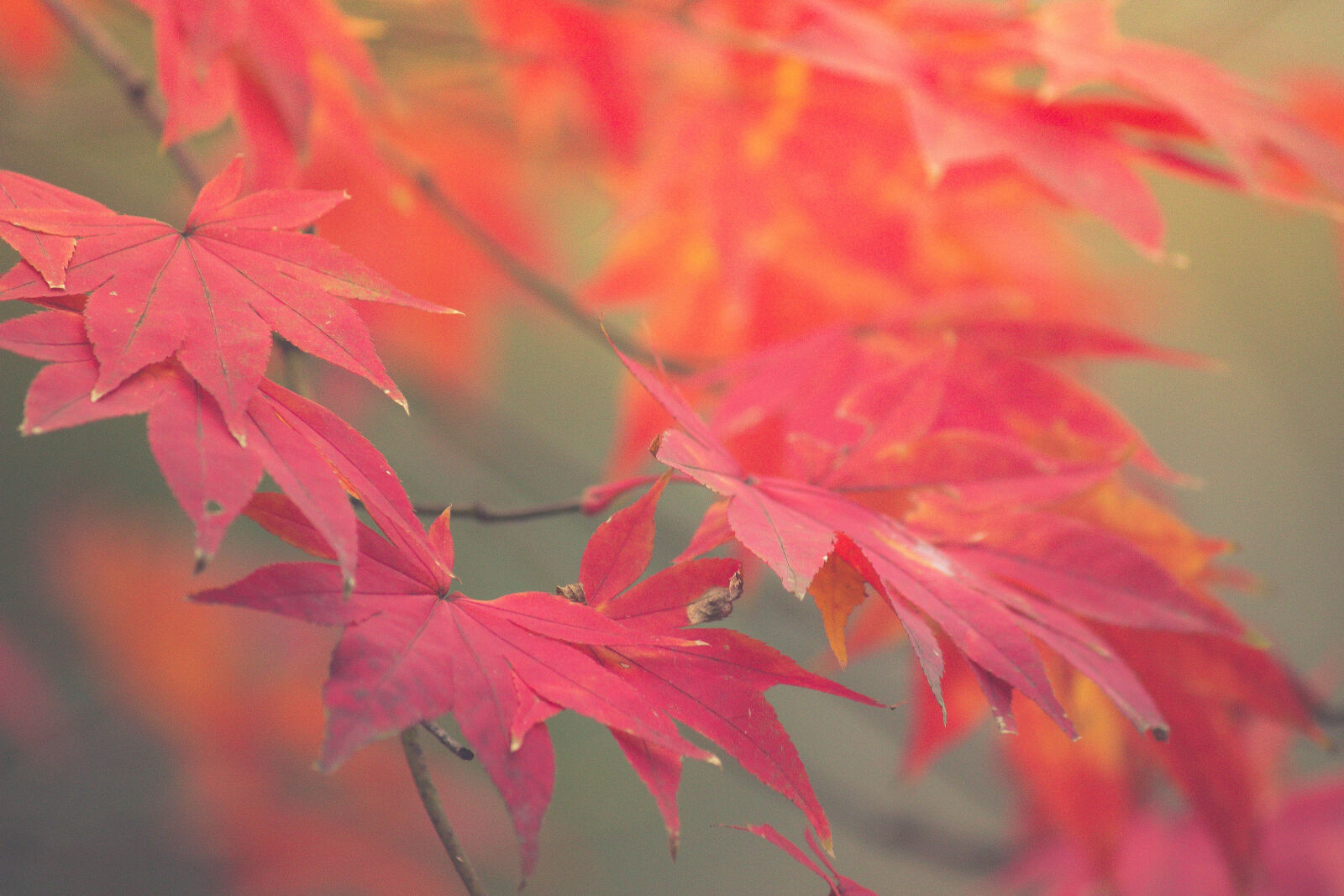 Canon EF-S 55-250mm F4-5.6 IS II sample photo. Autumn, bright, colors, fall photography