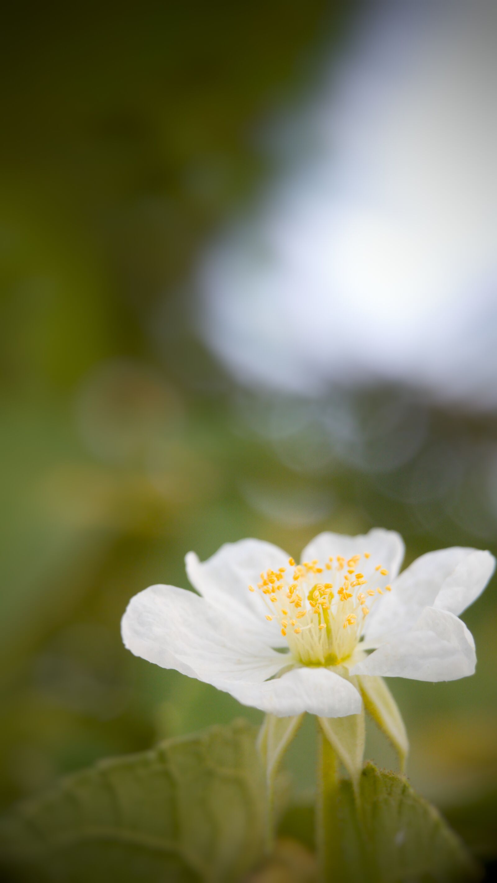 LG G5 sample photo. Flower, macro, blur photography