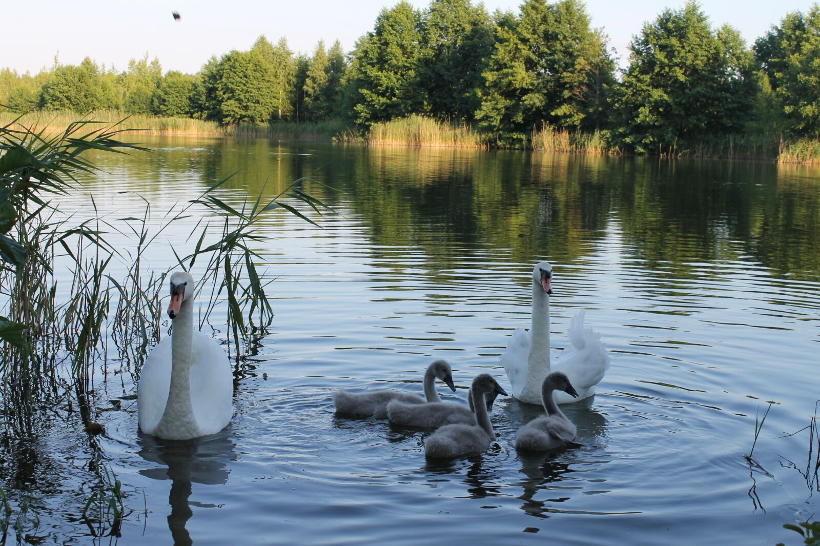 Canon EOS 1100D (EOS Rebel T3 / EOS Kiss X50) sample photo. Swans, lake, swan photography