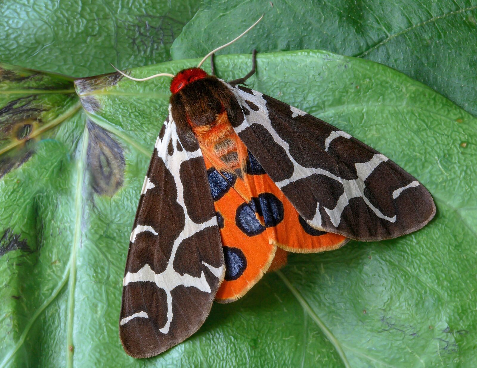 Canon EOS 400D (EOS Digital Rebel XTi / EOS Kiss Digital X) sample photo. Moth, garden-tiger, wings photography