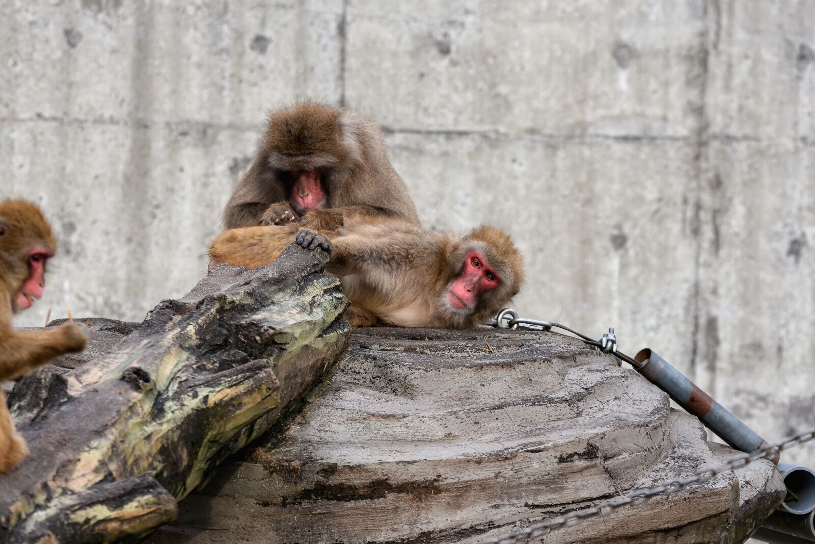 Nikon D7200 sample photo. Animal, monkey, baby japanese photography