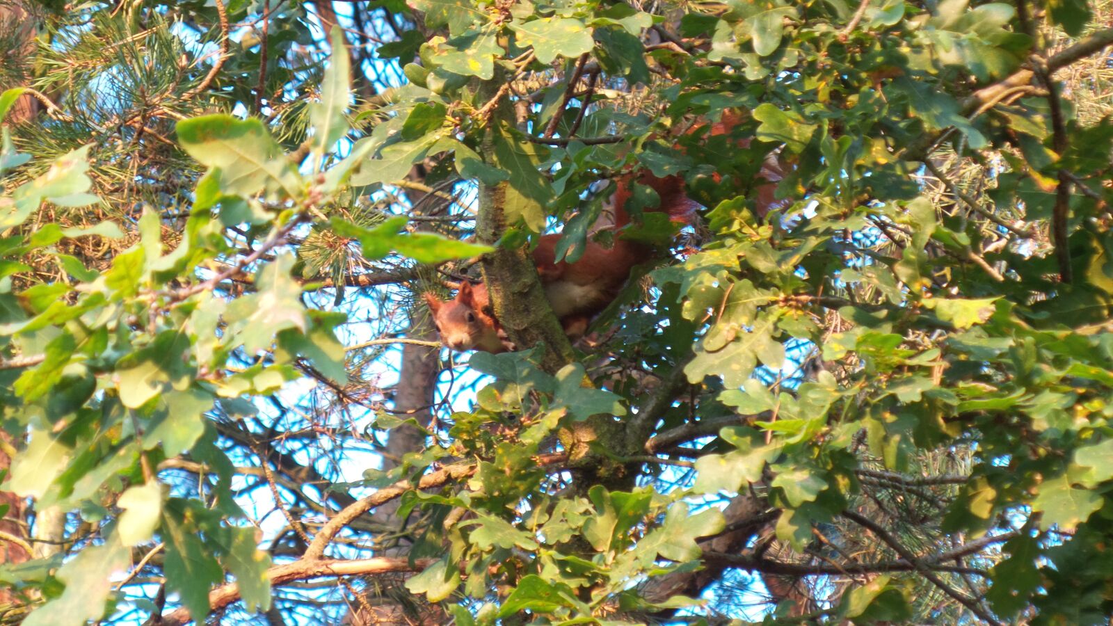 Samsung Galaxy Camera 2 sample photo. Squirrel, tree, climb photography