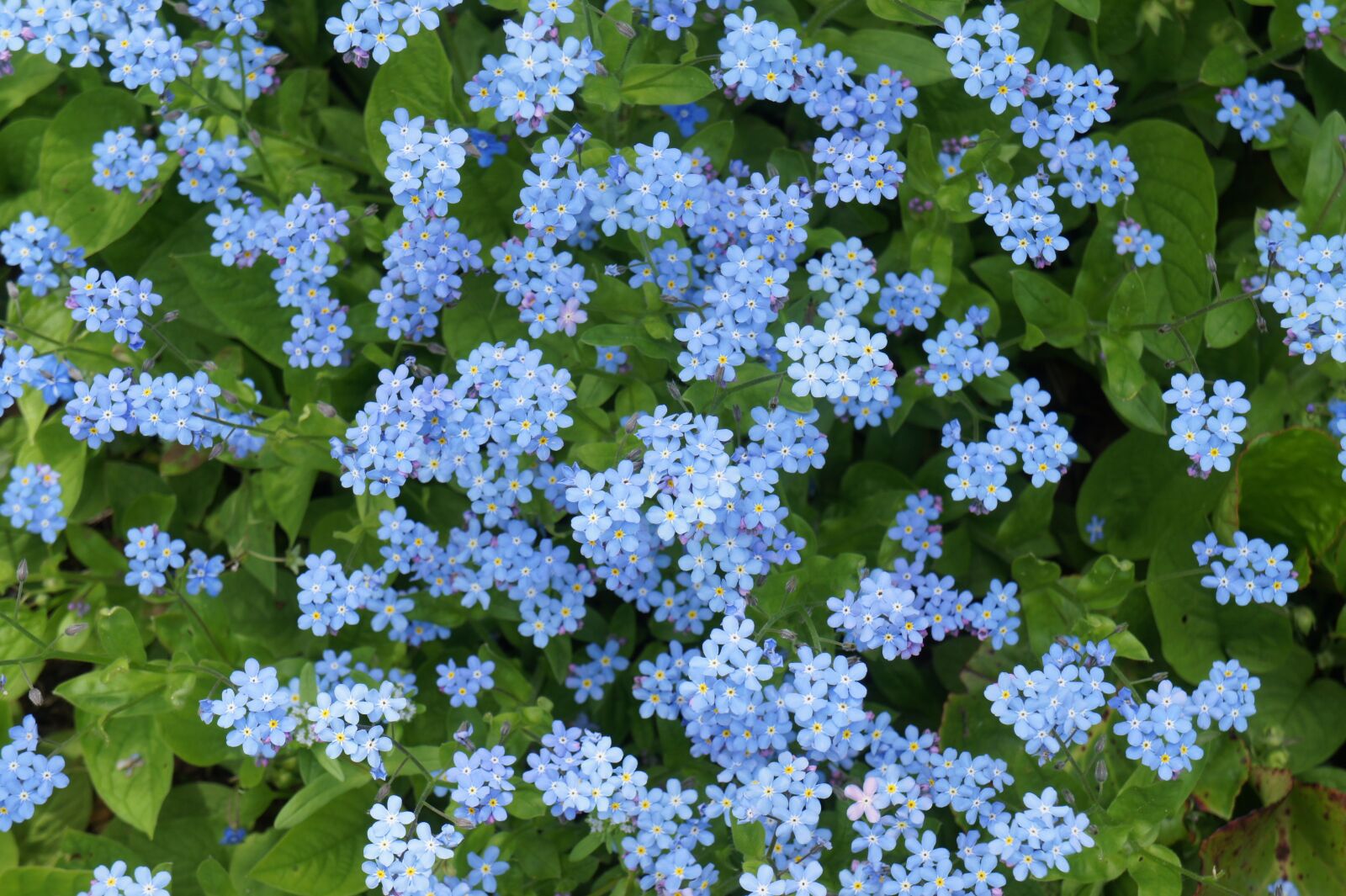 Sony Alpha NEX-3 + Sony E 18-55mm F3.5-5.6 OSS sample photo. Blue, flowers, spring photography