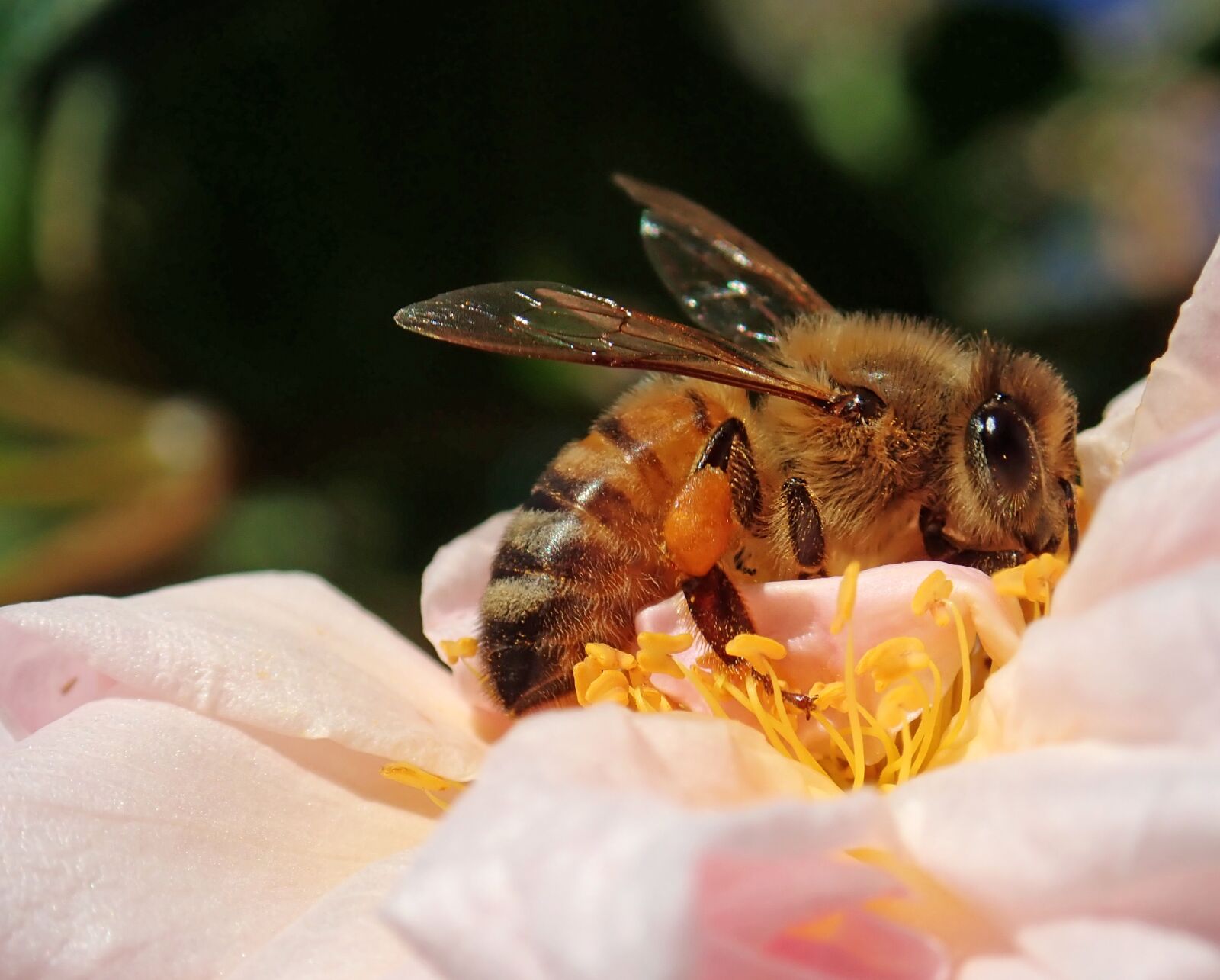 Olympus TG-5 sample photo. Bee, insect, flower photography
