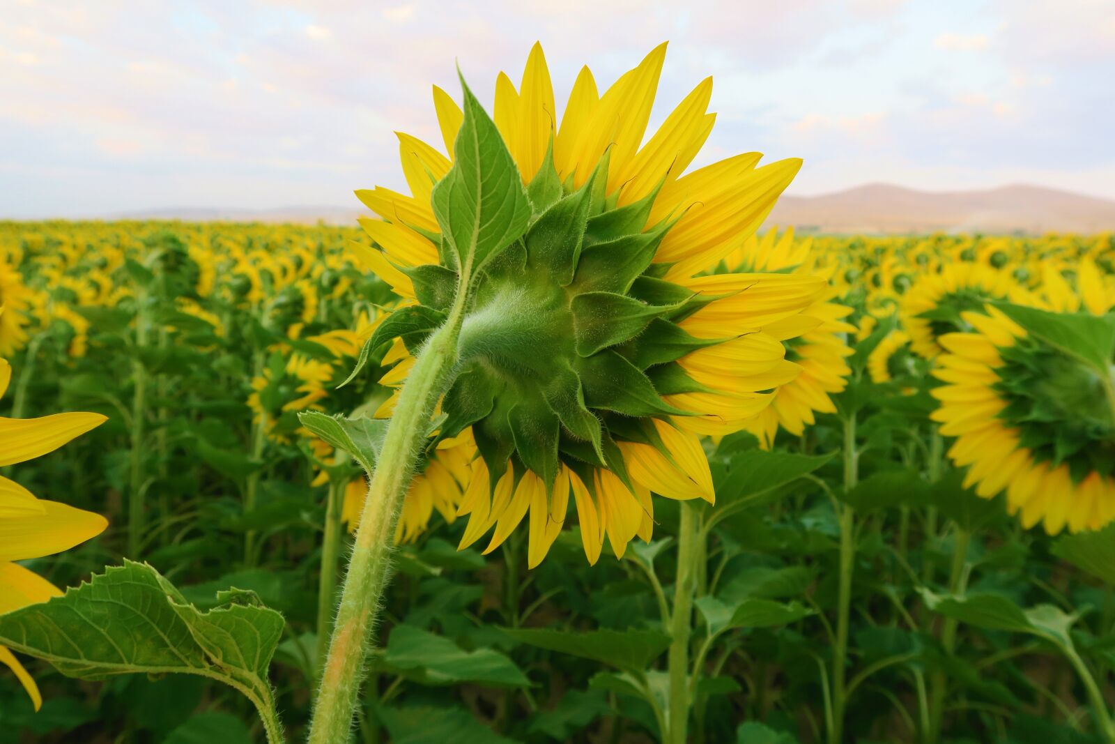 Canon PowerShot G7 X sample photo. Sunflower, plant, flower photography