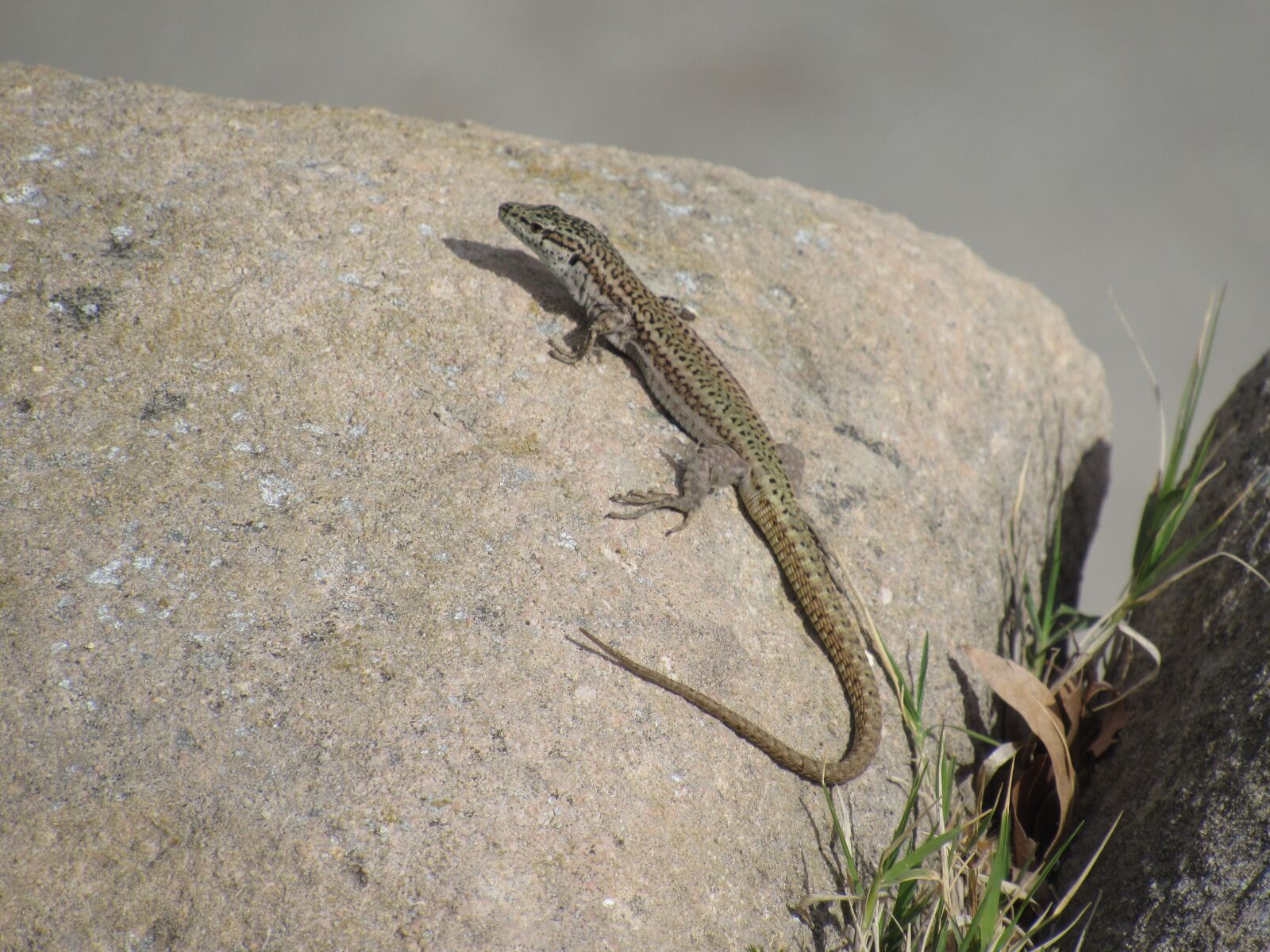 Canon PowerShot SX530 HS sample photo. Nature, stone, reptile photography
