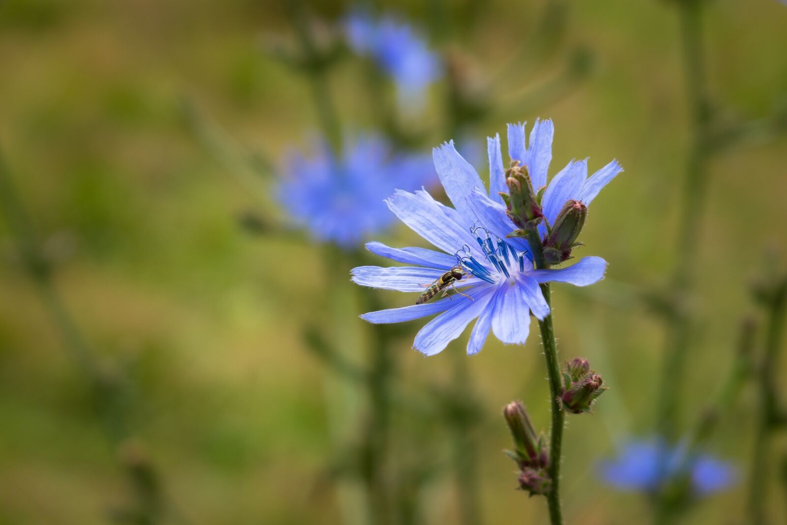 Canon PowerShot G3 X sample photo. Chicory, common chicory, ordinary photography