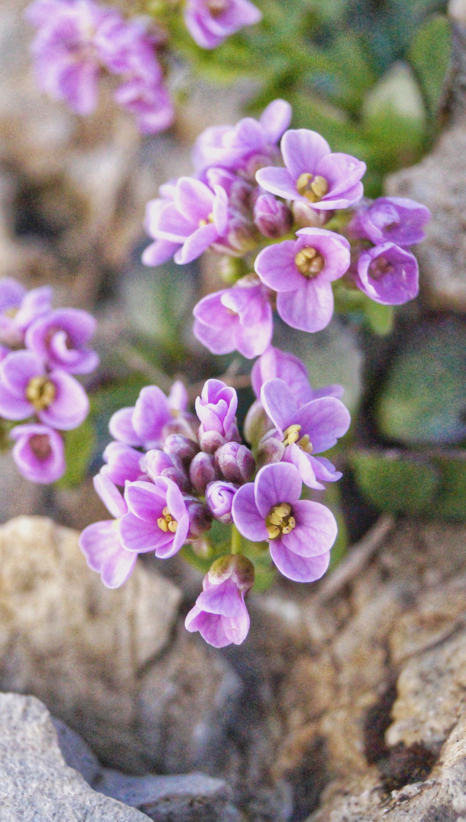 Sony DT 18-55mm F3.5-5.6 SAM II sample photo. Flowers, pink, purple photography
