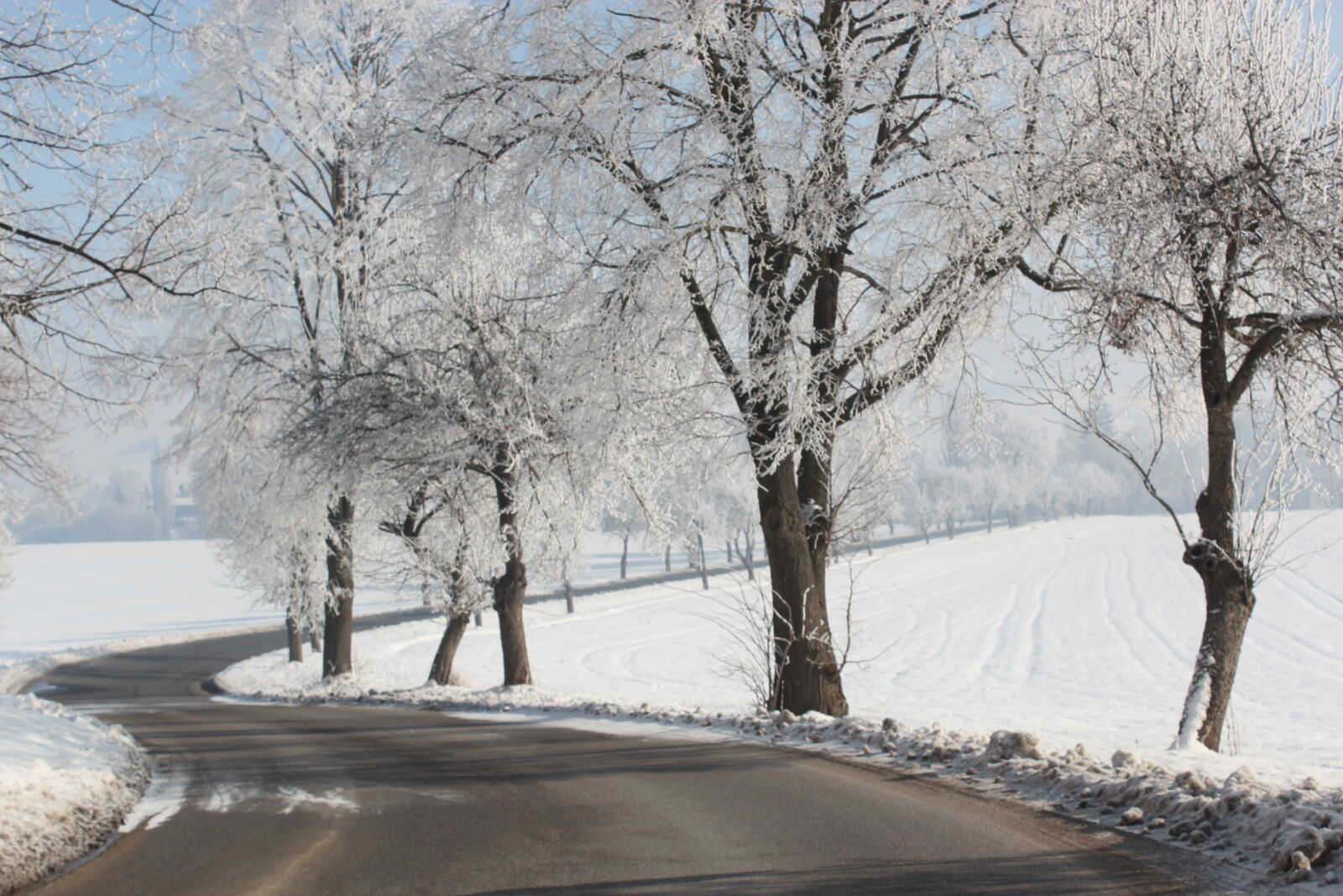Canon EOS 600D (Rebel EOS T3i / EOS Kiss X5) sample photo. Early, morning, field, foggy photography