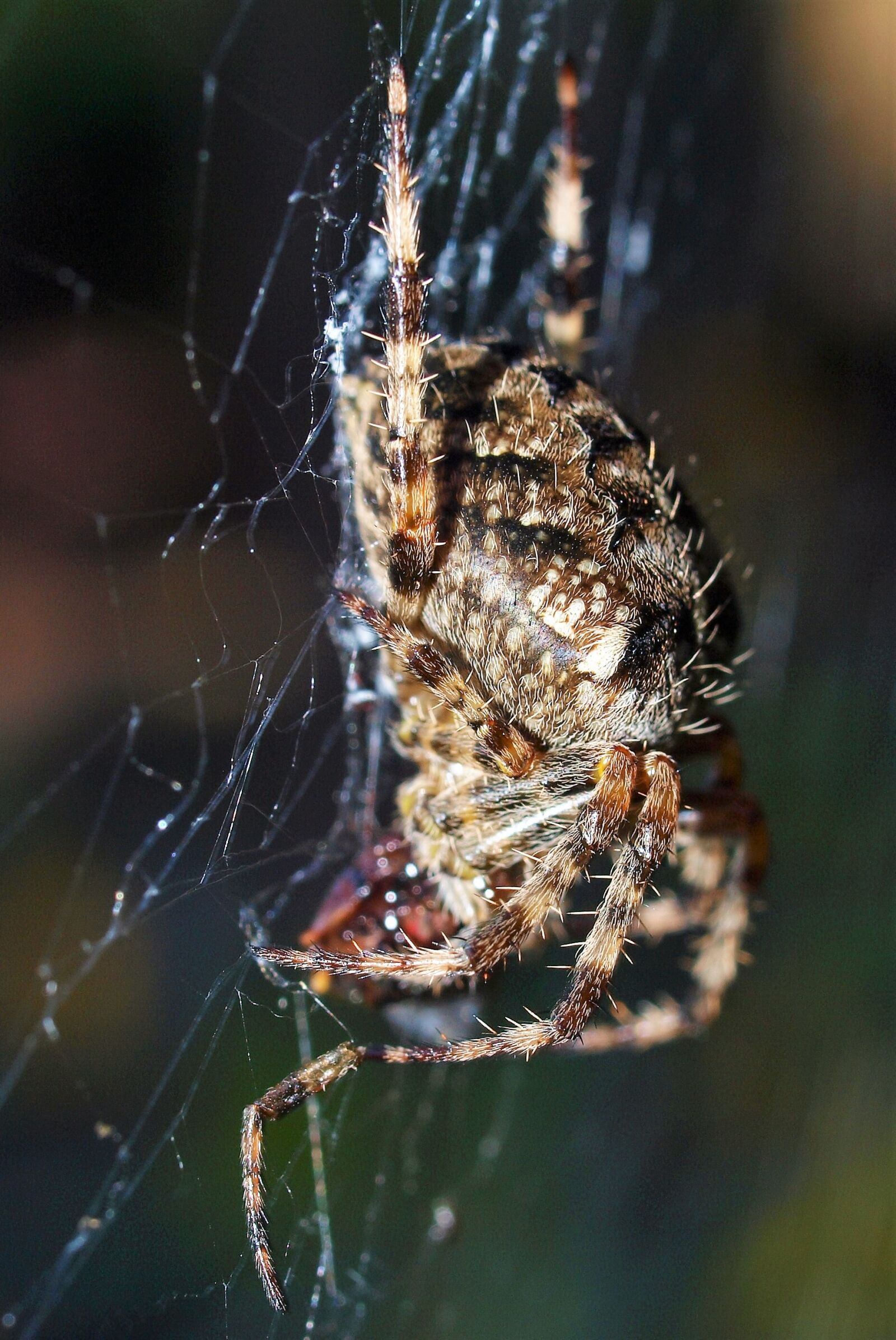Olympus E-520 (EVOLT E-520) sample photo. Spider, insect, web photography