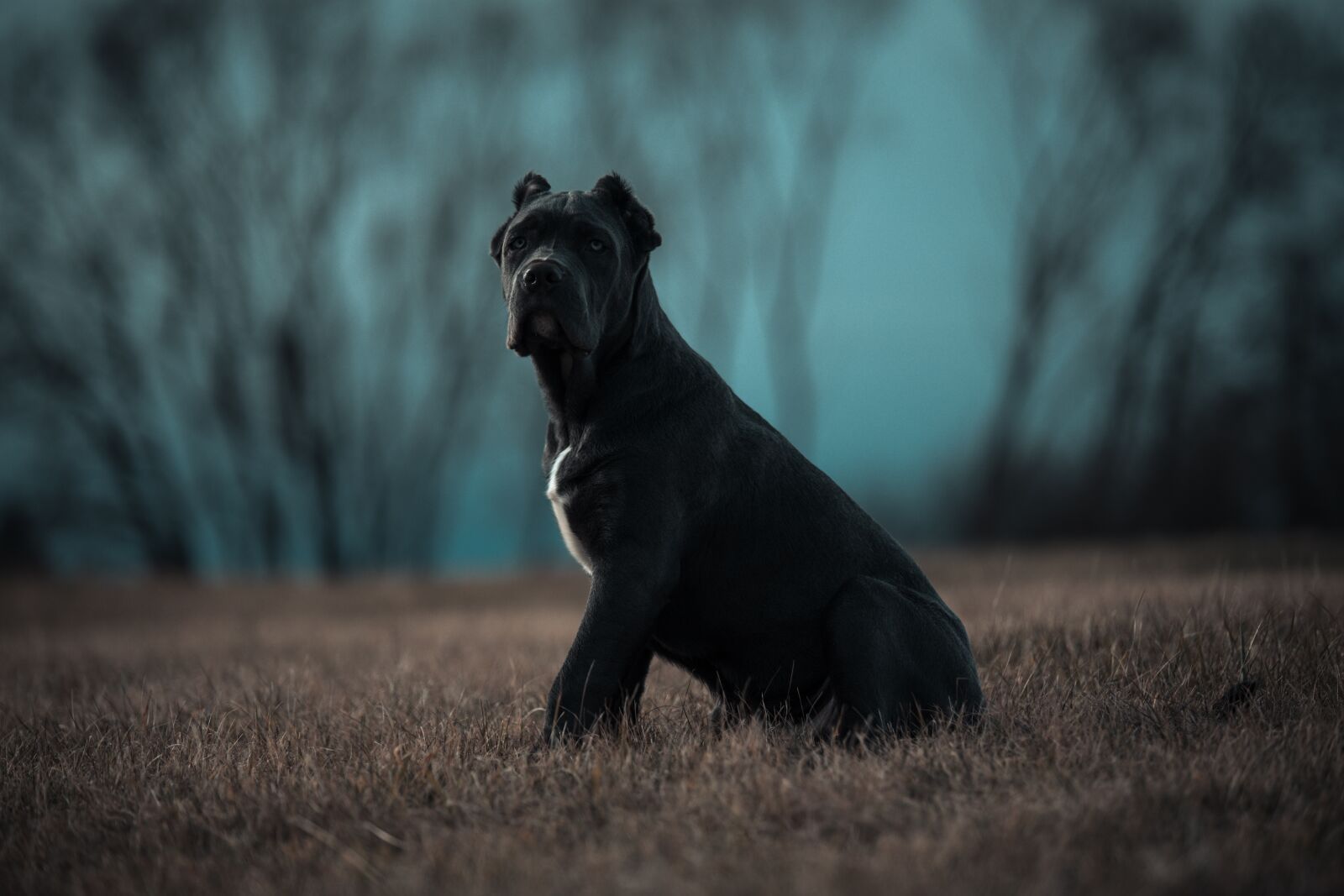 Canon EOS 6D sample photo. Bandog, puppy, blue eyes photography