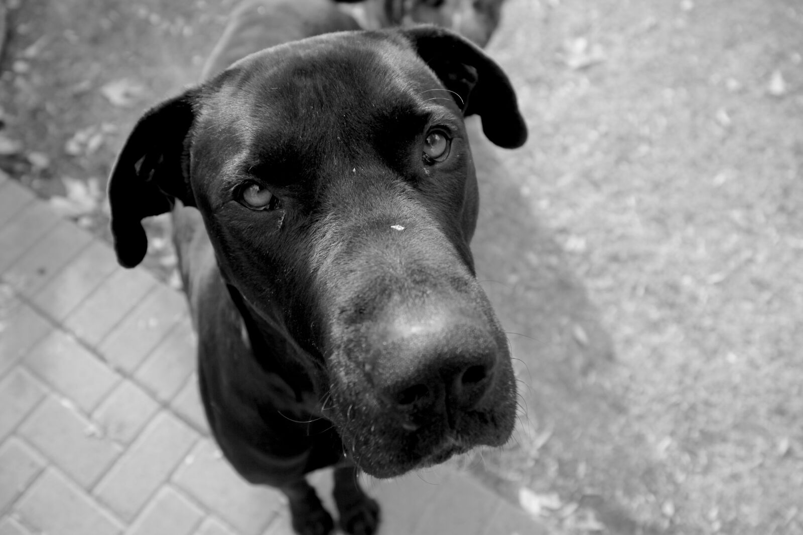 Canon EOS 50D sample photo. Grey dane, dogs, adorable photography