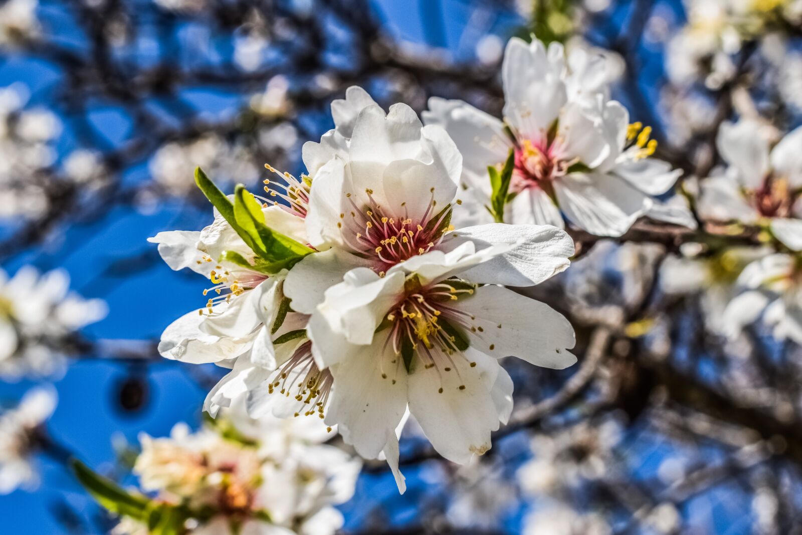 Nikon D3300 sample photo. Almond tree, flower, nature photography