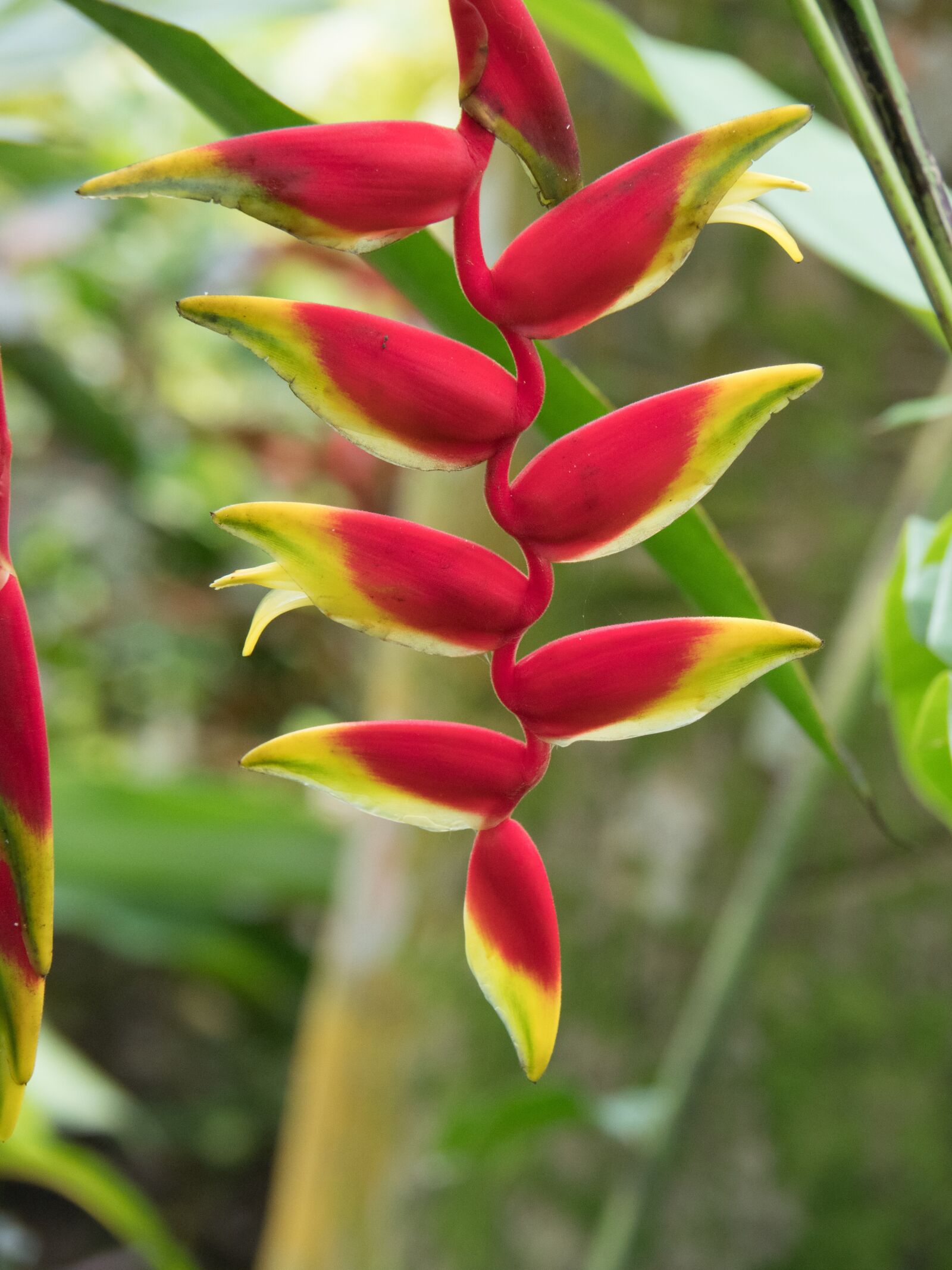 Olympus OM-D E-M1 Mark II sample photo. Flower, flora, red photography
