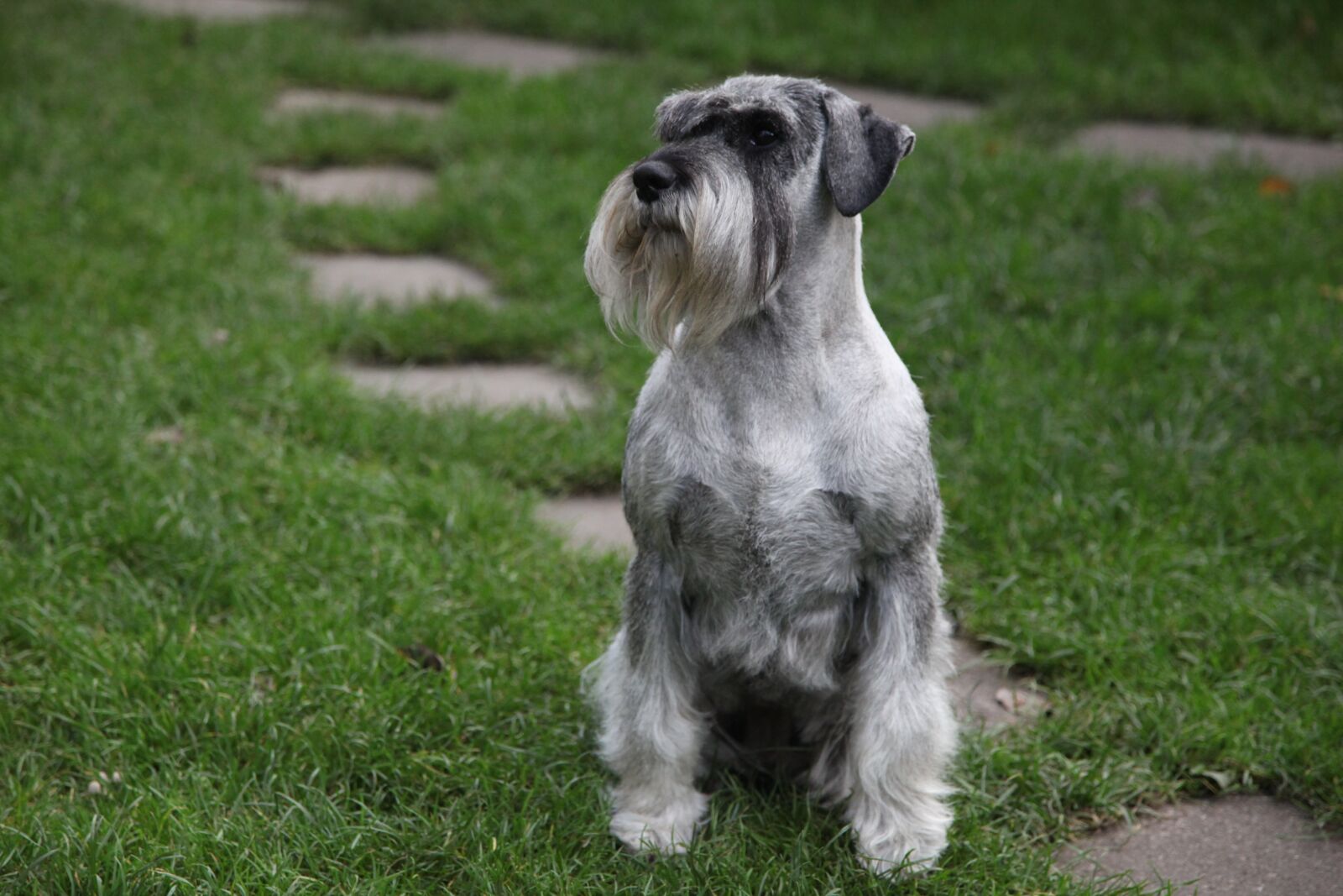 Canon EOS 5D Mark II sample photo. Schnauzer, dog, pet photography