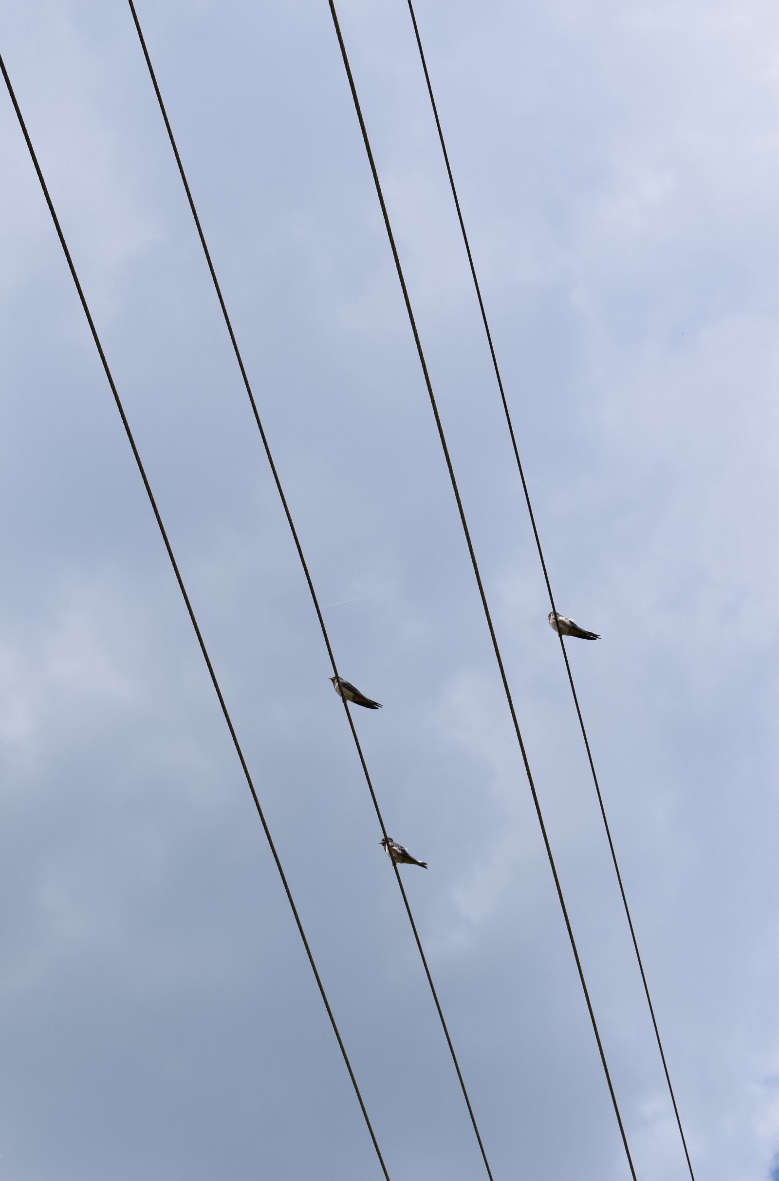 Nikon D3300 sample photo. Bird, sky, cloud photography