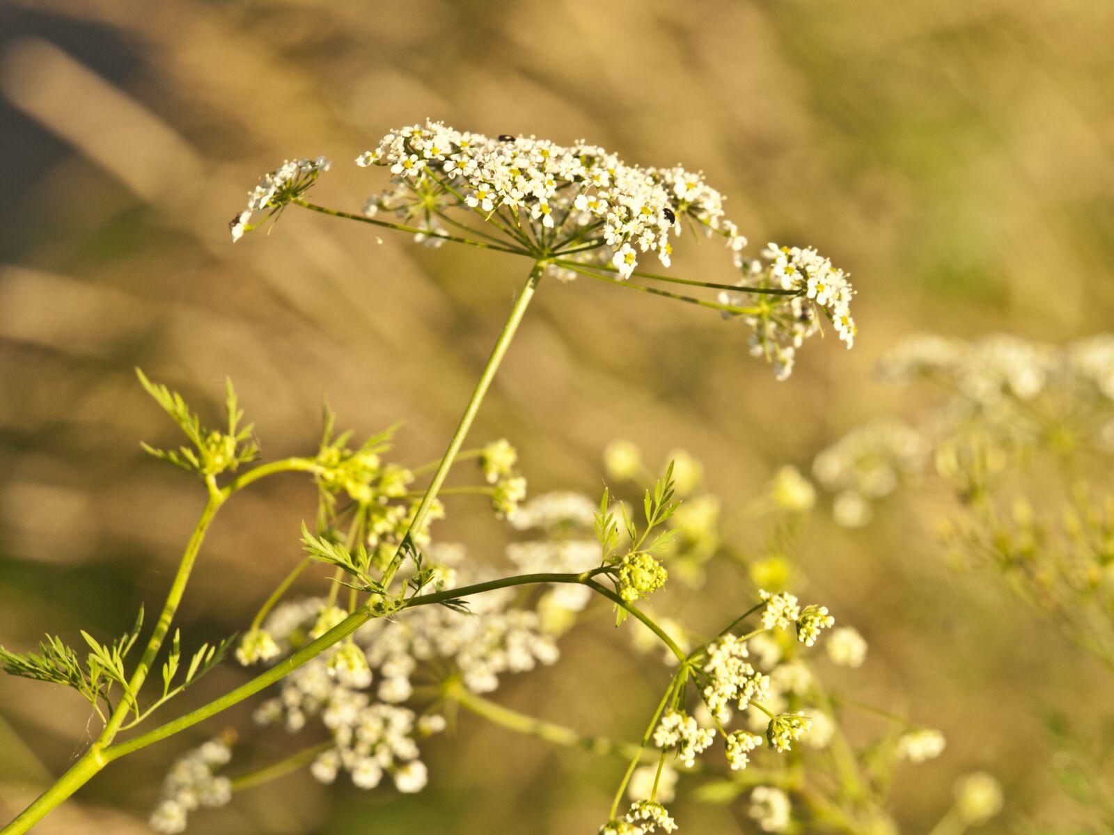 Olympus E-420 (EVOLT E-420) sample photo. Yarrow, herb, meadow photography