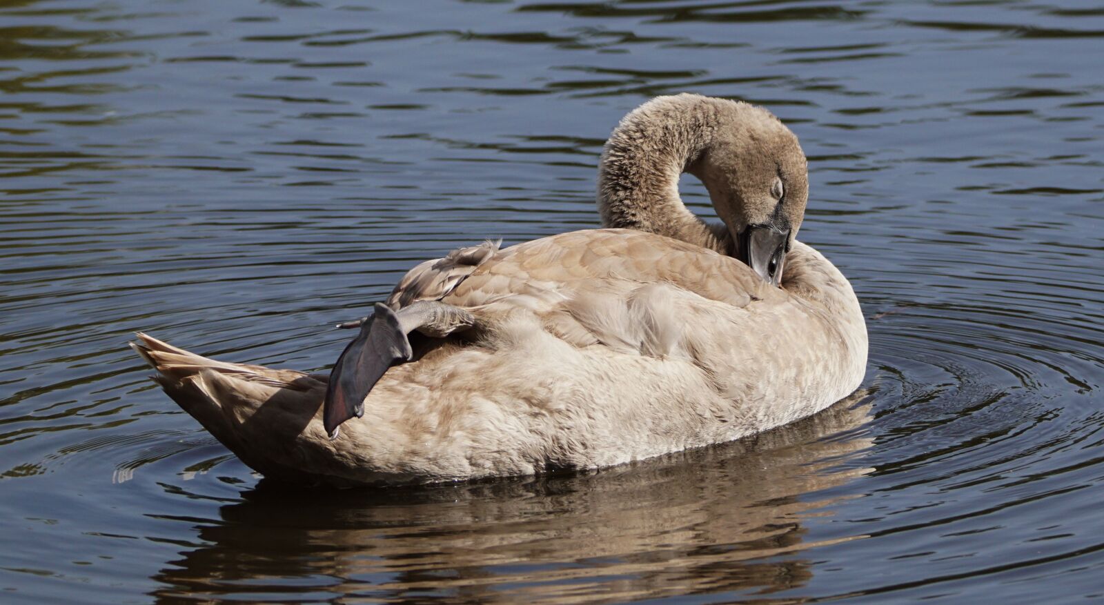 Sony SLT-A68 + Tamron SP 150-600mm F5-6.3 Di VC USD sample photo. Cygnet, mute swan, nature photography