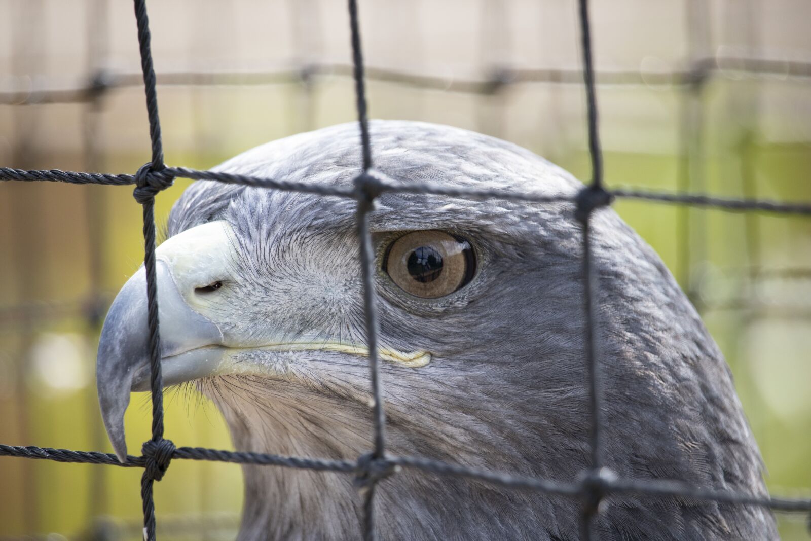 Canon EOS 77D (EOS 9000D / EOS 770D) sample photo. Raptor, bird of prey photography