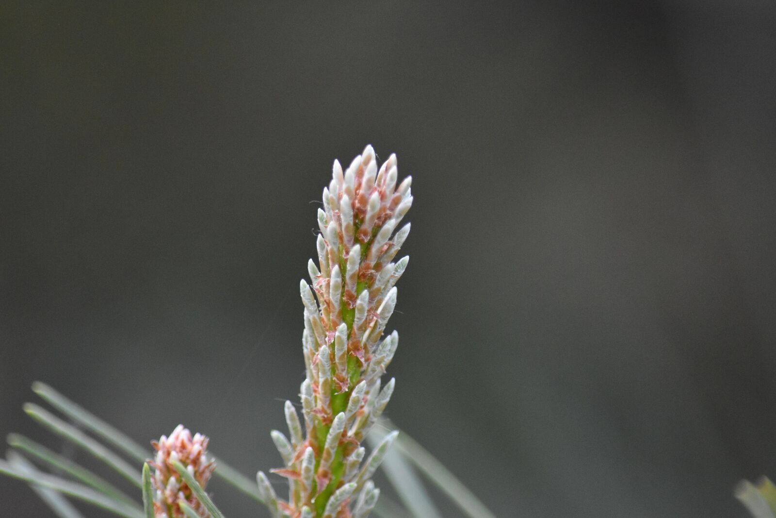 Nikon D5500 sample photo. Nature, herb, plant, outdoors photography