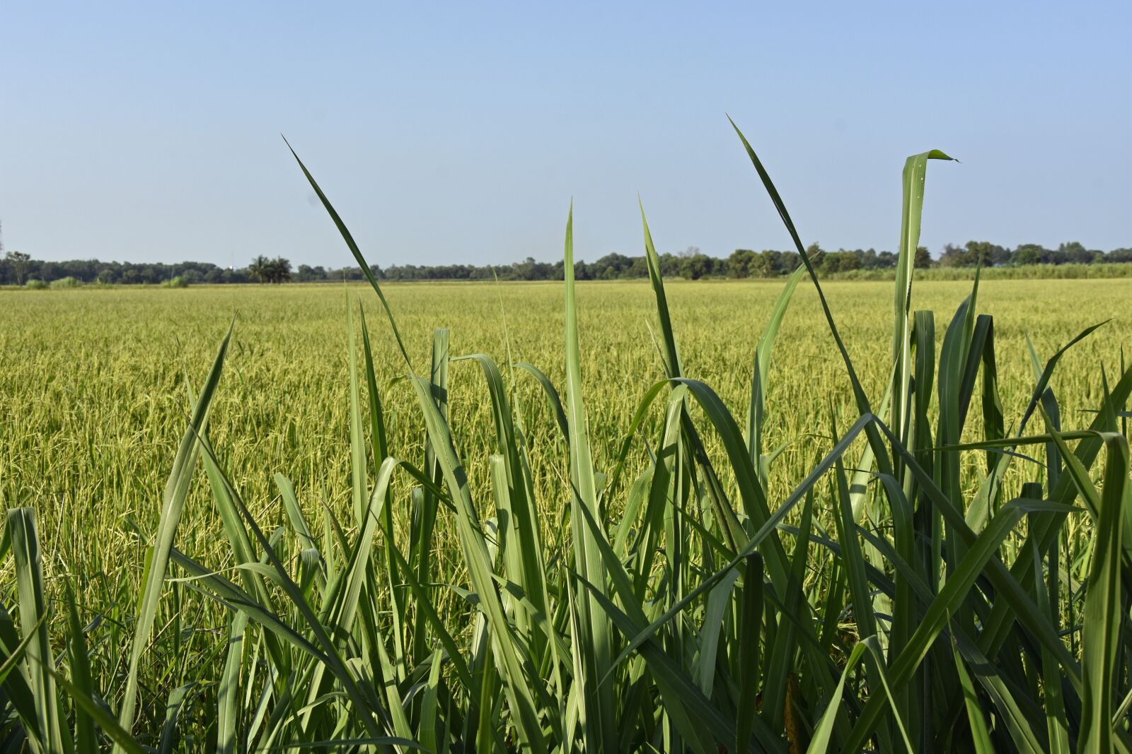 Nikon D7200 sample photo. Nature, rice, asia photography