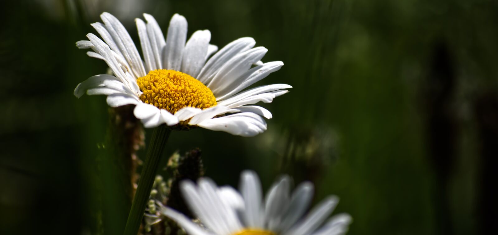 Nikon D5500 sample photo. Daisy, plant, flower photography
