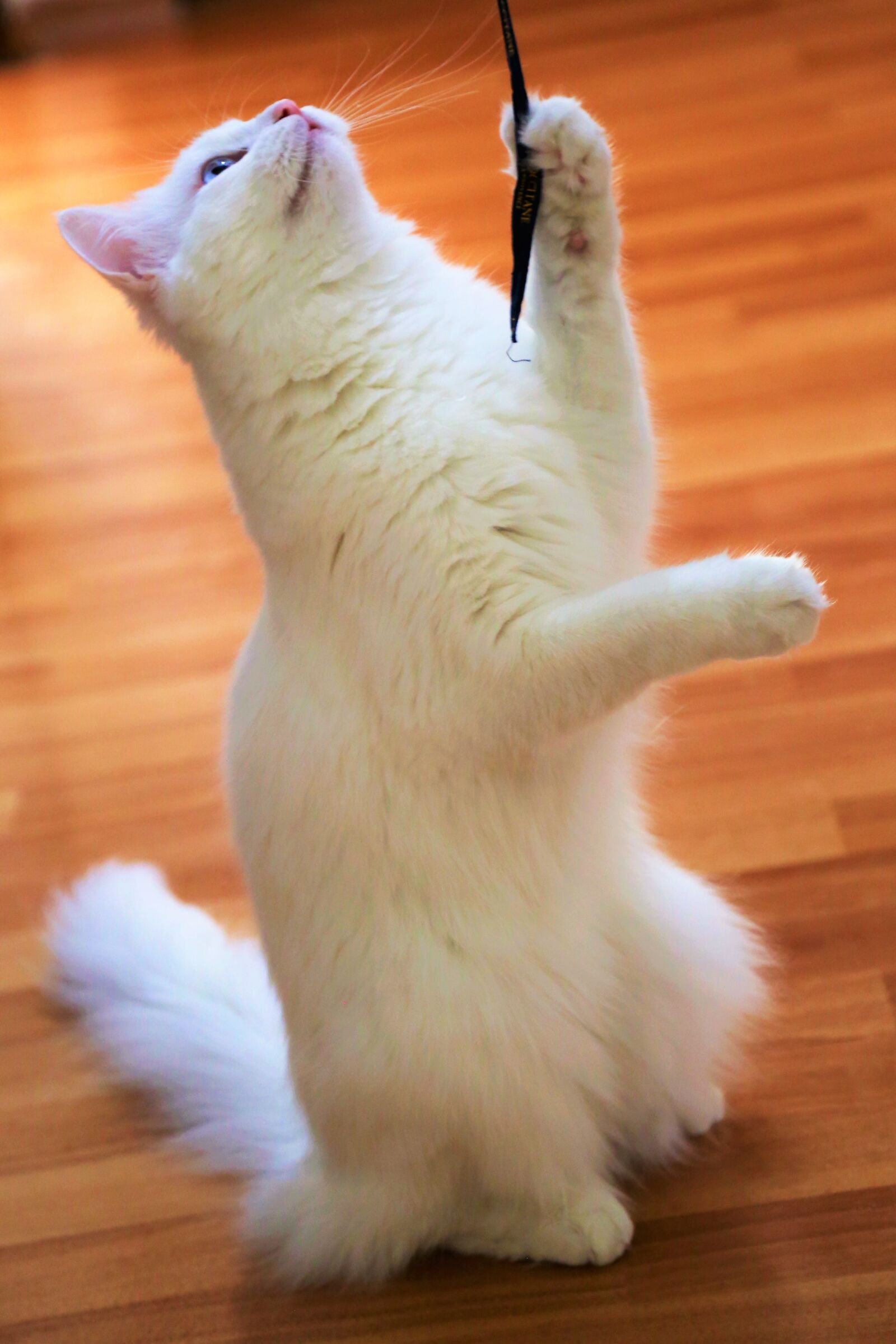 Canon EF 24-105mm F4L IS USM sample photo. Cat, pets, animal photography