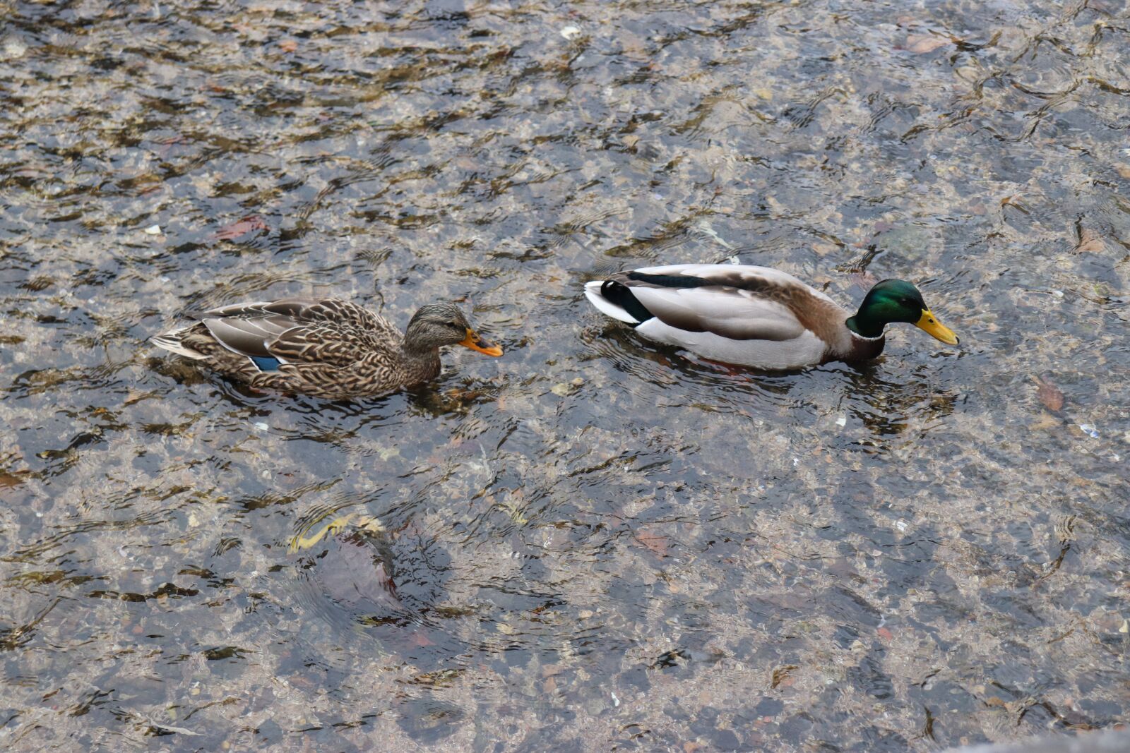 Canon EOS 200D (EOS Rebel SL2 / EOS Kiss X9) sample photo. Duck, river, the couple photography