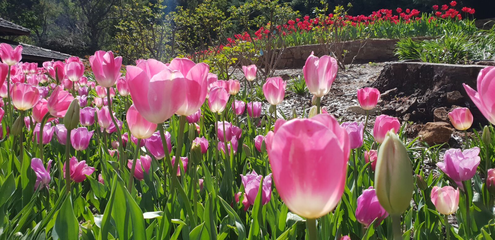 Samsung Galaxy S9+ sample photo. Flowers, tulips, araluen photography