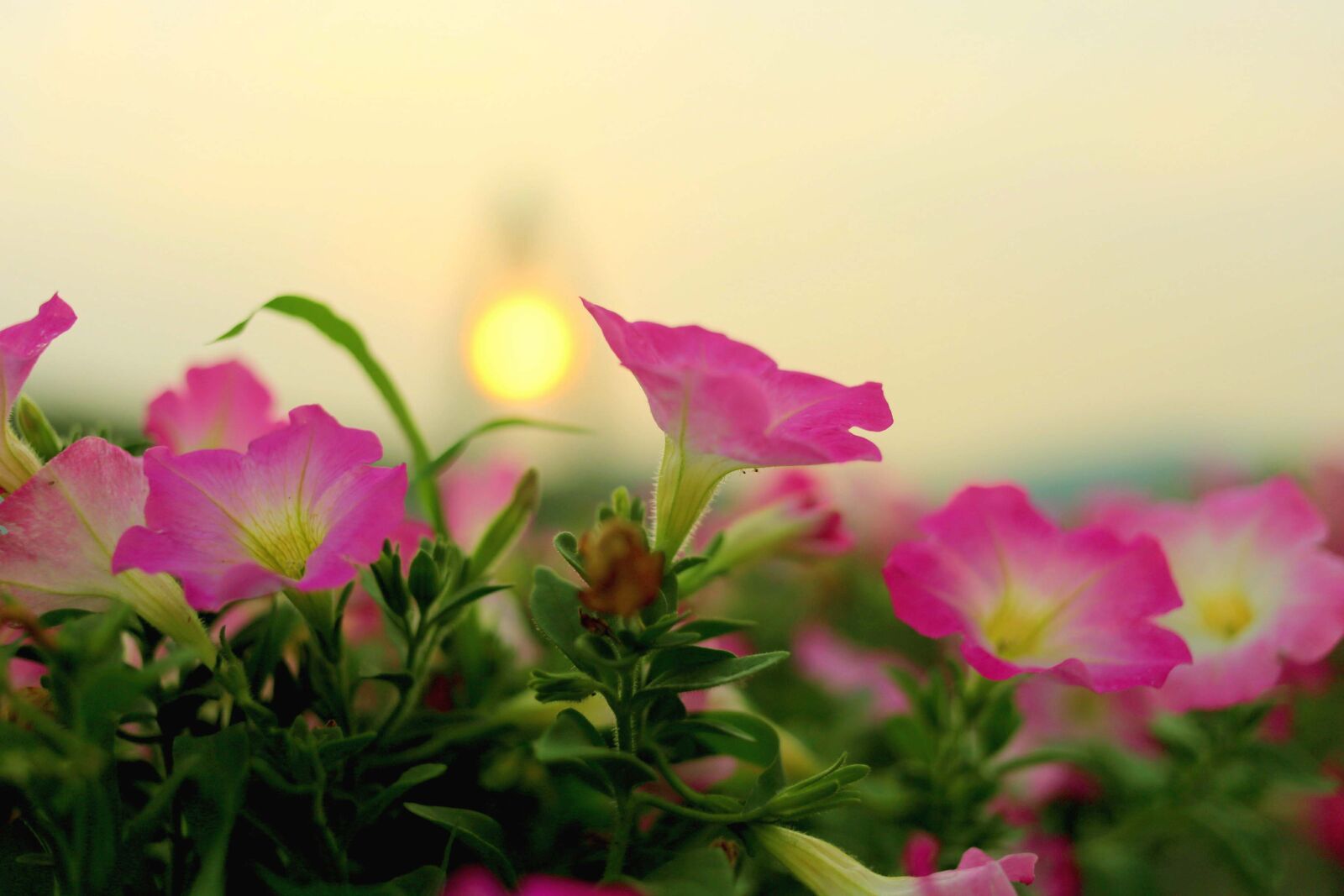Canon EOS 6D + Canon EF 40mm F2.8 STM sample photo. Flower, sunset, nature photography