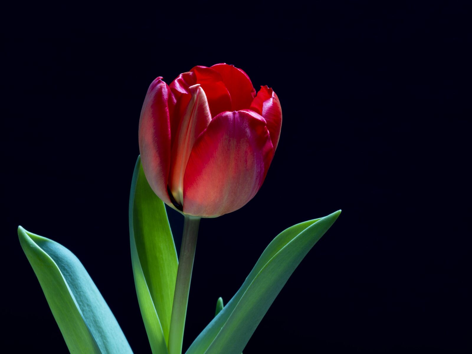 smc PENTAX-FA 645 Macro 120mm F4 sample photo. Flowers, tulip, spring photography